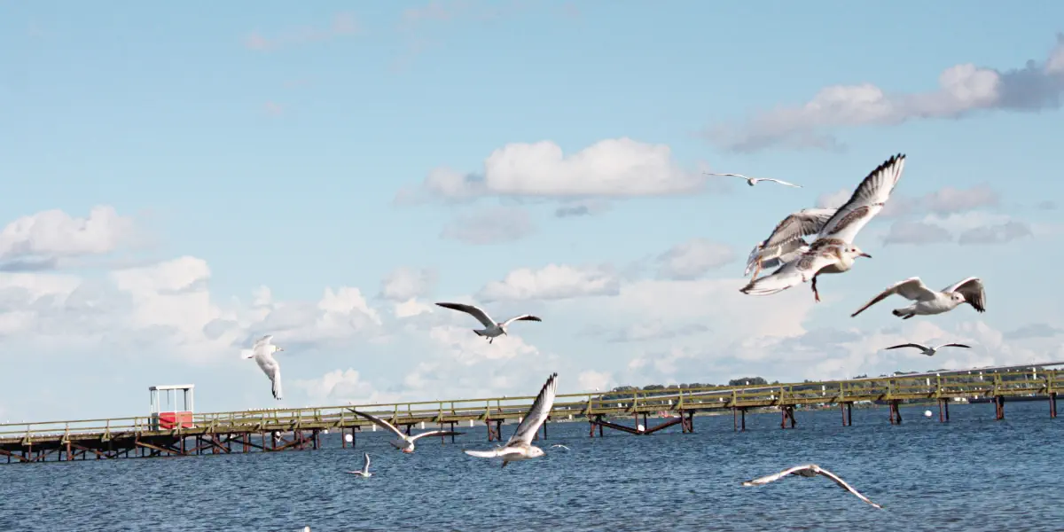 Fliegende Möwen am Ostsee Strand in Stralsund