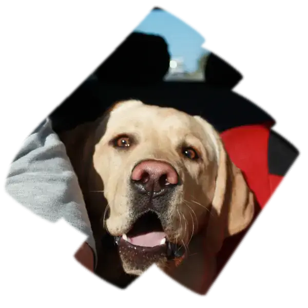 Mit dem Hund nach Polen einreisen