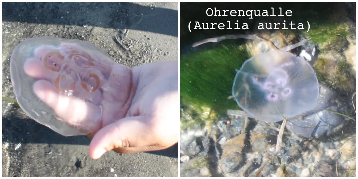 Tiere der Ostsee: Ohrenqualle