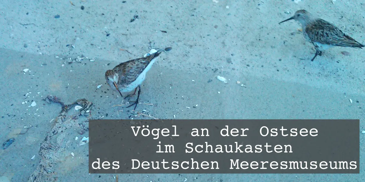 Ostsee Vögel im Schaukasten