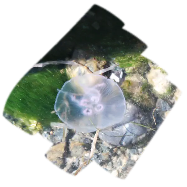 Quallen in der Ostsee