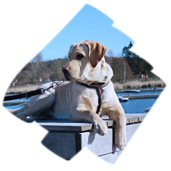 Mit dem Hund an der Ostsee Urlaub machen