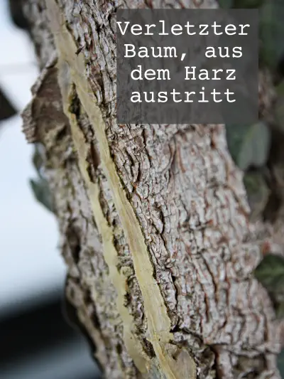 Verletzter Baum - Harz tritt aus