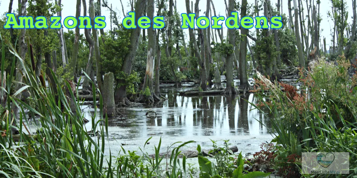 Amazonas des Nordens - Fahrt durch das Peenetal