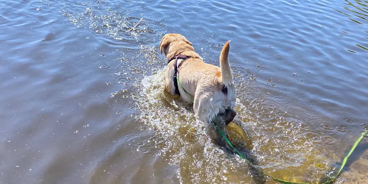 Lass deinen Hund nicht zu lange im Wasser spielen