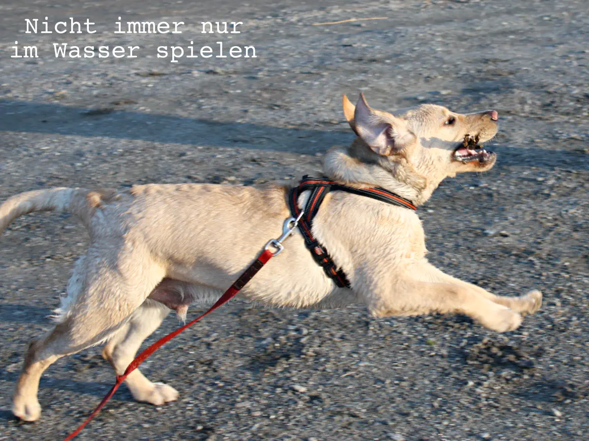 Vermeidung der Wasserrute: Mit Hund am Strand spielen